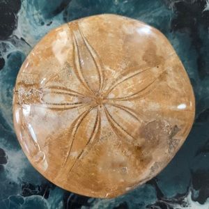 Fossilized Sea Urchin, NWT